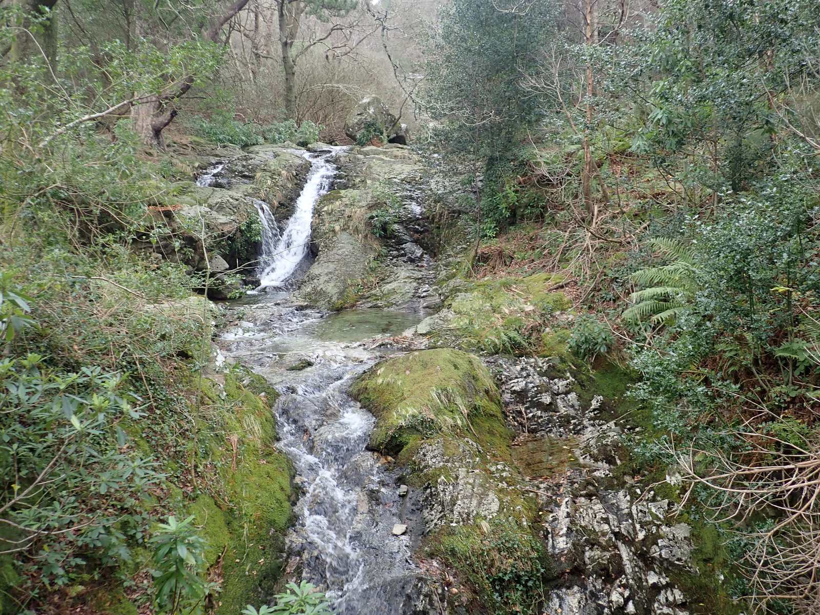 The Glen River in Donard Wood