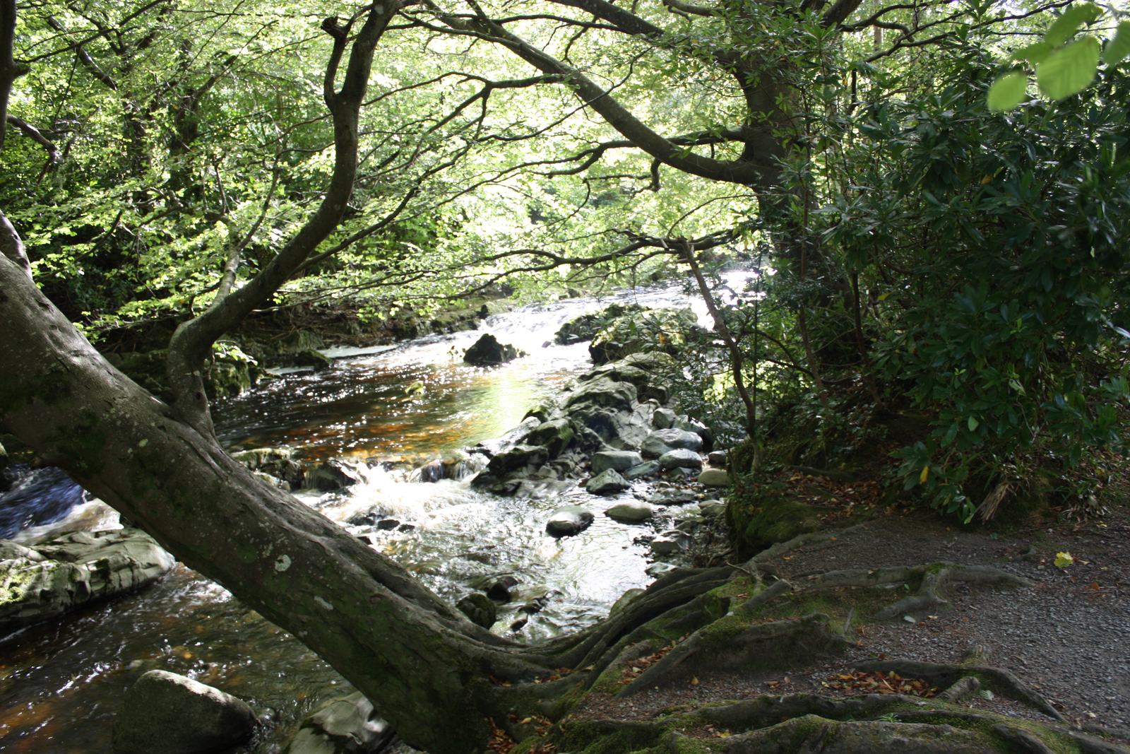 Shimna River in Tollymore Forest Park. A historic photograph of the wider park, not a trail map or current conditions.